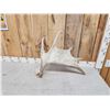 Image 3 : 5.5 Lbs Moose Shed Antler