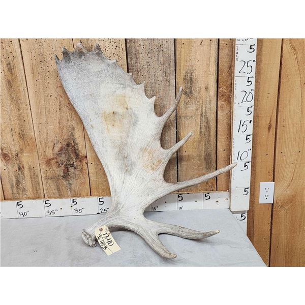14.8 Lbs Moose Shed Antler