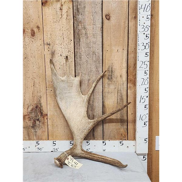8.7 Lbs Moose Shed Antler