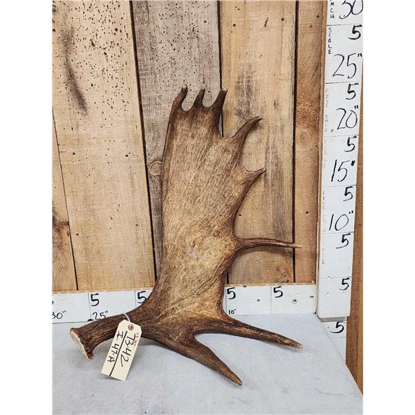 7.8 Lbs Moose Shed Antler