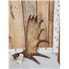 Image 1 : 7.8 Lbs Moose Shed Antler