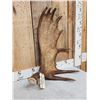 Image 2 : 7.8 Lbs Moose Shed Antler