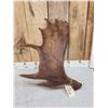 Image 3 : 7.8 Lbs Moose Shed Antler