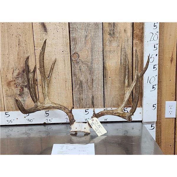 Big 6x7 Mule Deer Antlers On Skull Plate