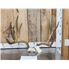 Image 1 : Big 6x7 Mule Deer Antlers On Skull Plate