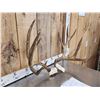 Image 2 : Big 6x7 Mule Deer Antlers On Skull Plate