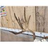 Image 5 : Big 6x7 Mule Deer Antlers On Skull Plate
