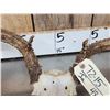 Image 6 : Big 6x7 Mule Deer Antlers On Skull Plate