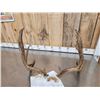 Image 7 : Big 6x7 Mule Deer Antlers On Skull Plate