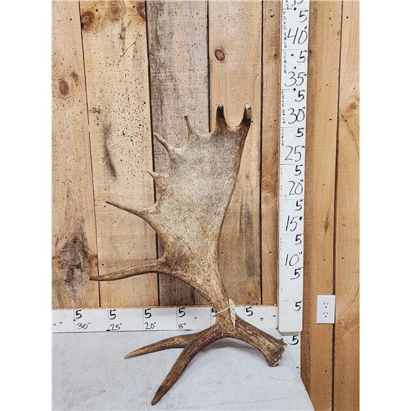 11.5 Lbs Self Standing Moose Shed Antler