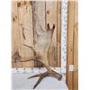 Image 1 : 11.5 Lbs Self Standing Moose Shed Antler