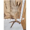 Image 2 : 11.5 Lbs Self Standing Moose Shed Antler
