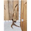 Image 3 : 11.5 Lbs Self Standing Moose Shed Antler