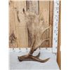 Image 4 : 11.5 Lbs Self Standing Moose Shed Antler