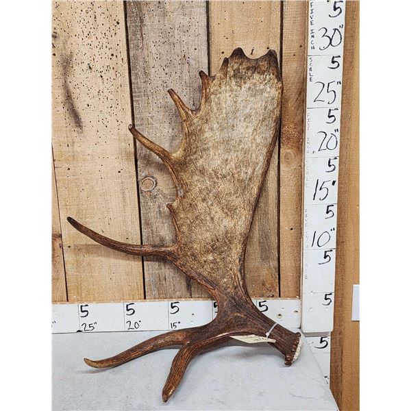 12 Lbs Moose Shed Antler