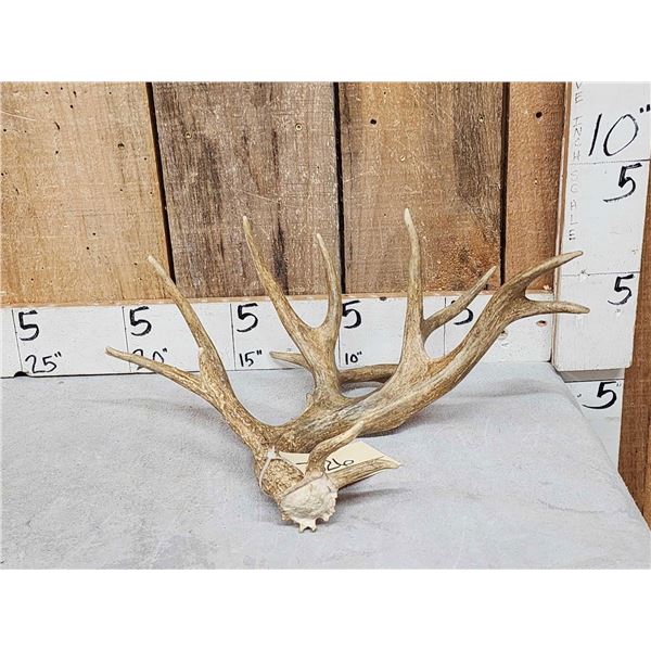 Big 14 Point Whitetail Shed Antler