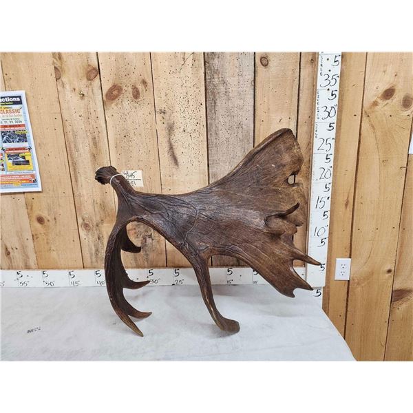SPECTACULAR 18.8 Lbs Self Standing Moose Shed Antler