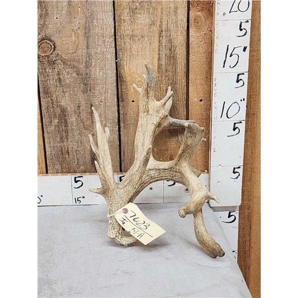 Big Heavy Mass Nontypical Whitetail Shed Antler