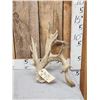 Image 1 : Big Heavy Mass Nontypical Whitetail Shed Antler
