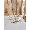 Image 2 : Big Heavy Mass Nontypical Whitetail Shed Antler