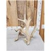 Image 3 : Big Heavy Mass Nontypical Whitetail Shed Antler