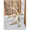 Image 4 : Big Heavy Mass Nontypical Whitetail Shed Antler