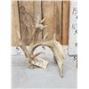 Image 5 : Big Heavy Mass Nontypical Whitetail Shed Antler