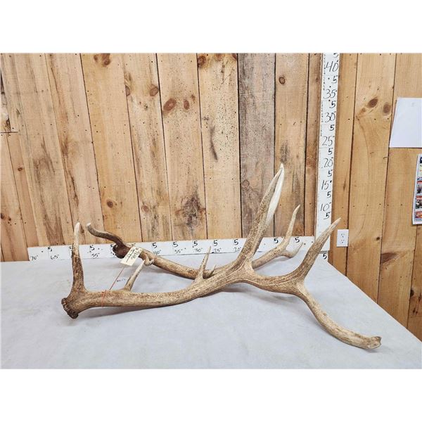 6x6 Elk Shed Antler Set