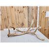 Image 1 : 6x6 Elk Shed Antler Set