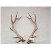 Image 2 : 6x6 Elk Shed Antler Set
