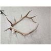 Image 3 : 6x6 Elk Shed Antler Set