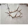 Image 4 : 6x6 Elk Shed Antler Set
