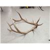 Image 5 : 6x6 Elk Shed Antler Set