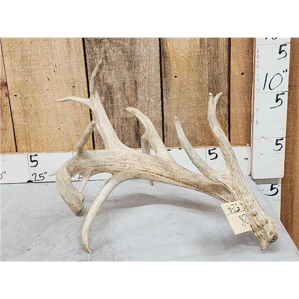 Big 15 Point Whitetail Shed Antler
