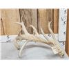 Image 1 : Big 15 Point Whitetail Shed Antler