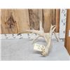 Image 2 : Big 15 Point Whitetail Shed Antler