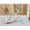Image 3 : Big 15 Point Whitetail Shed Antler