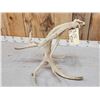 Image 4 : Big 15 Point Whitetail Shed Antler