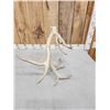 Image 5 : Big 15 Point Whitetail Shed Antler