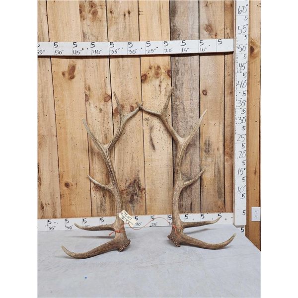 6x6 Elk Shed Antler Set