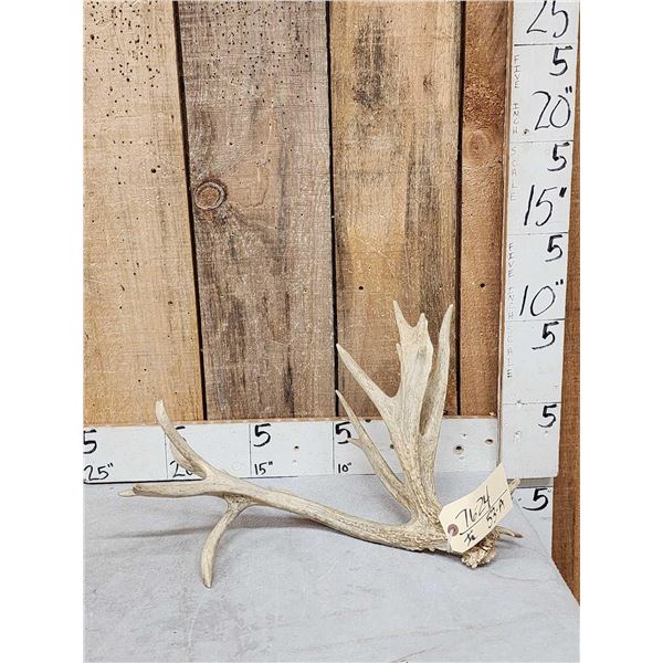 17 Point Whitetail Shed Antler