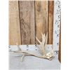 Image 1 : 17 Point Whitetail Shed Antler