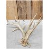 Image 2 : 17 Point Whitetail Shed Antler