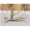 Image 3 : 17 Point Whitetail Shed Antler