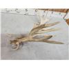 Image 4 : 17 Point Whitetail Shed Antler