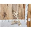 Image 5 : 17 Point Whitetail Shed Antler
