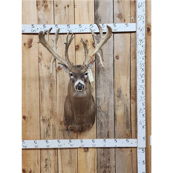 Spectacular Triple Droptine Whitetail Shoulder Mount Taxidermy
