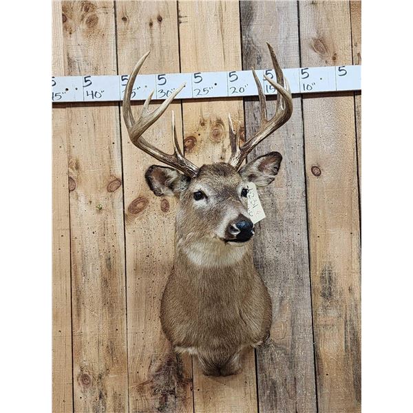 Vintage 5x5 Whitetail Shoulder Mount Taxidermy