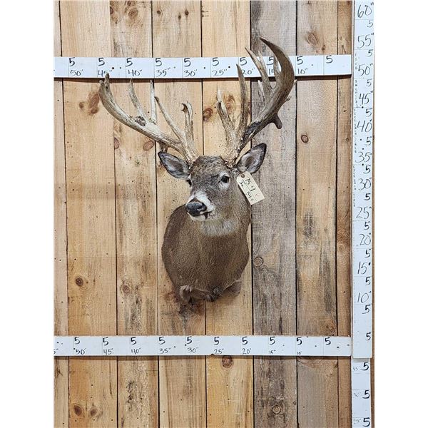 Big Heavy Mass Nontypical Whitetail Shoulder Mount Taxidermy