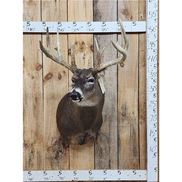 160" Main Frame 4x5 Whitetail Shoulder Mount Taxidermy